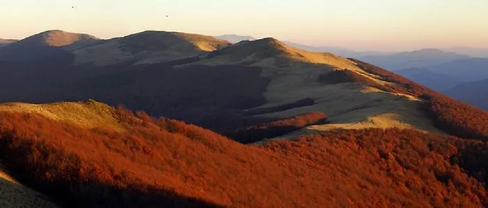 Kukavica