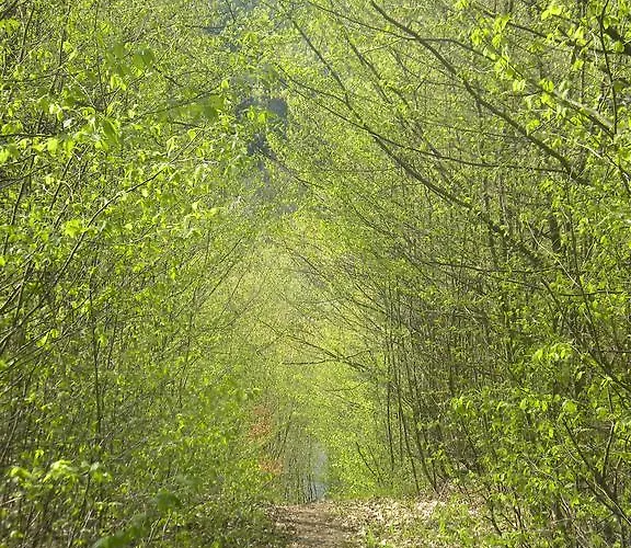 Kukavica