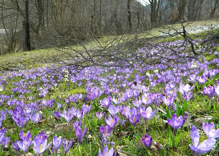 Chalet Kukavica *