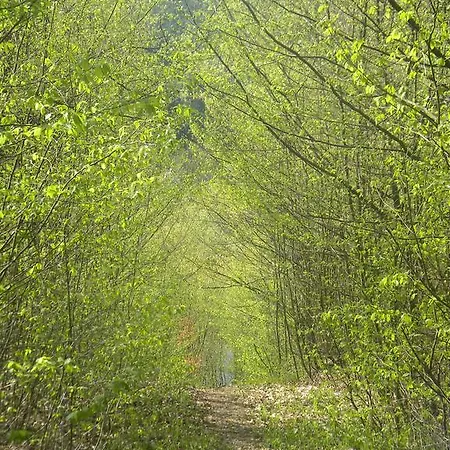 Kukavica