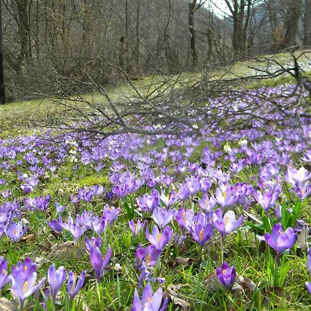Chalet Kukavica *